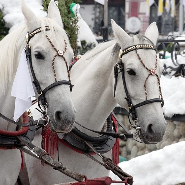 Holiday Horse & Carriage Rides – 6 PERSON OPTION