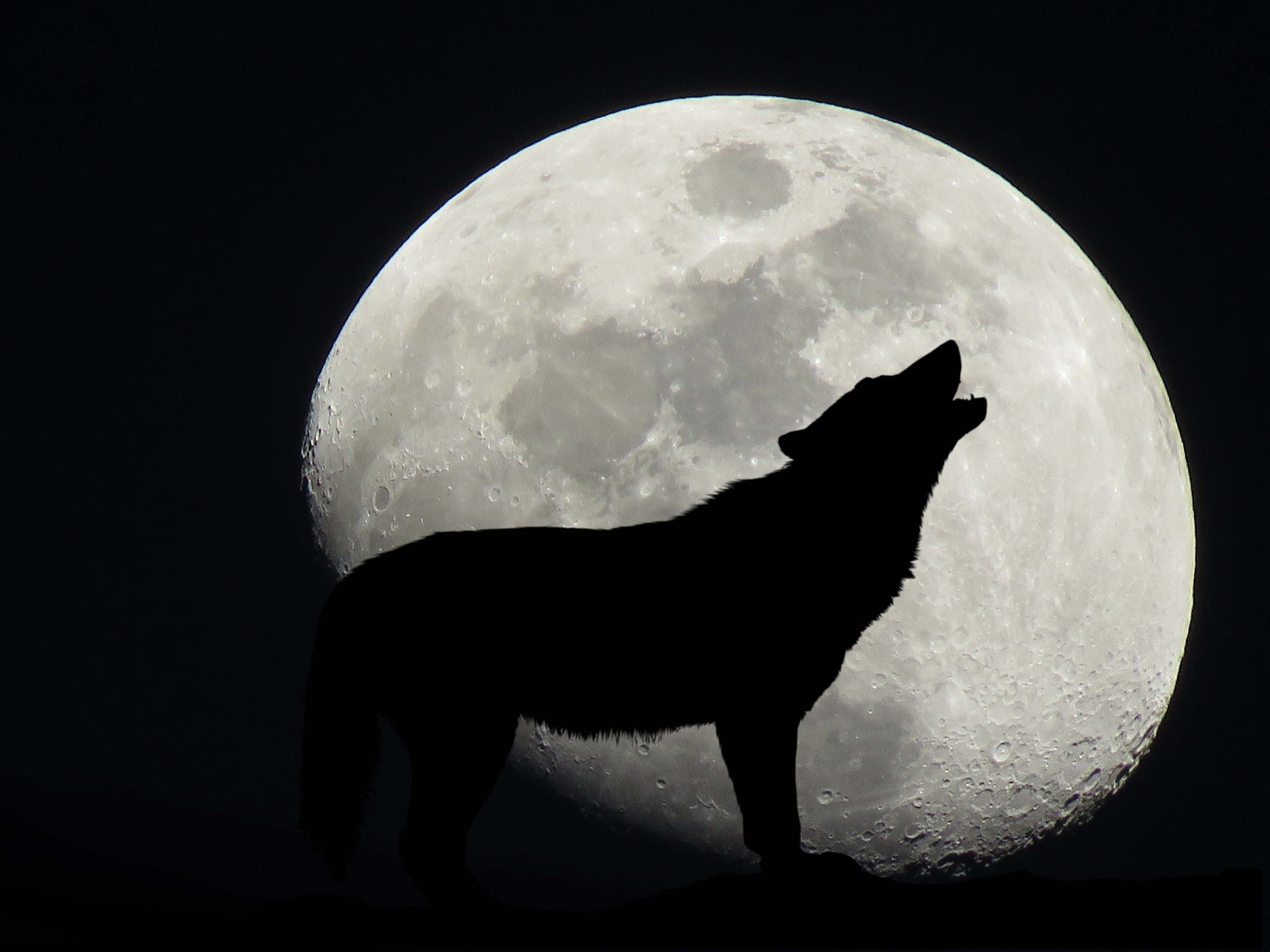Howl at the Moon 5k