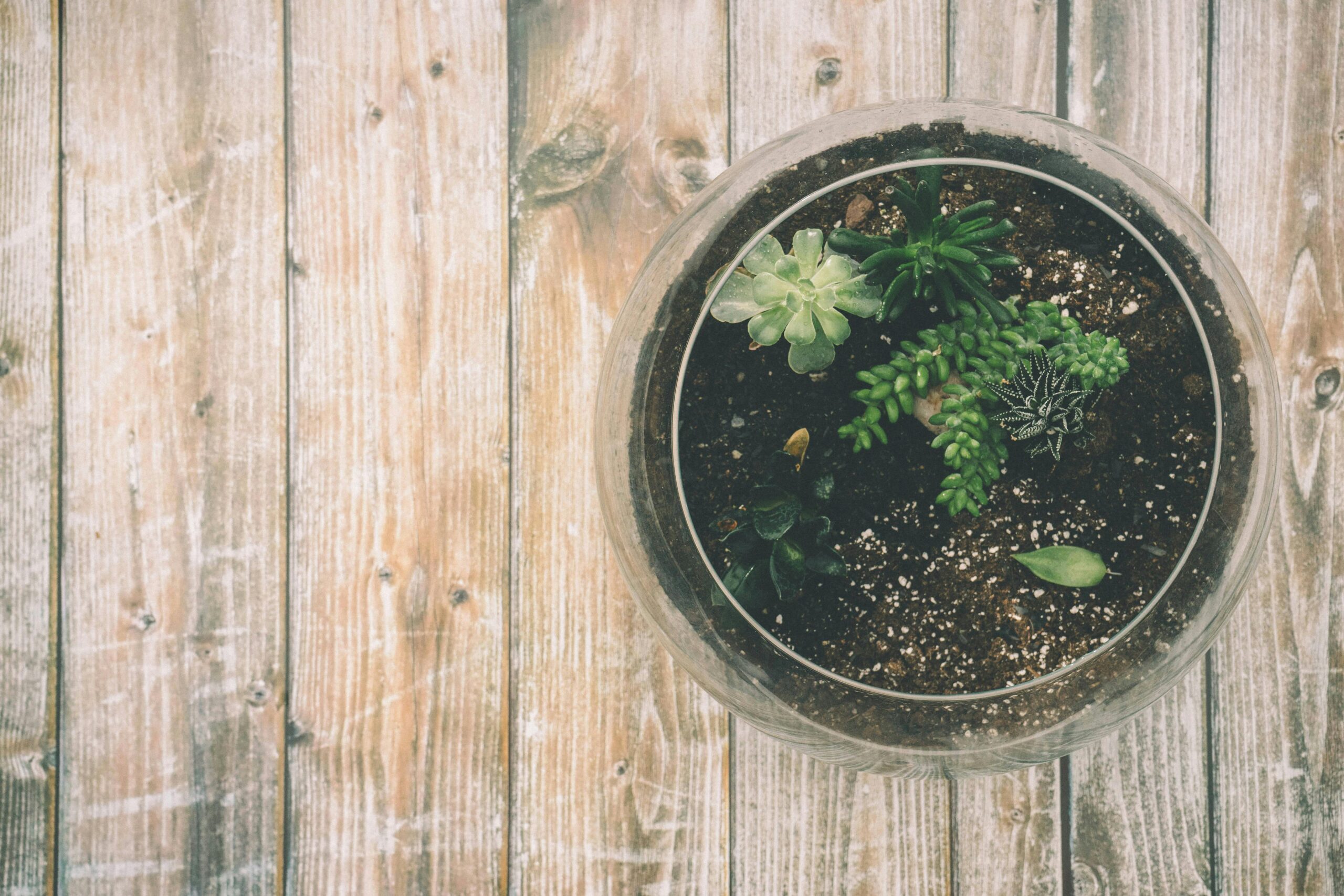 DIY Succulent Terrarium Workshop